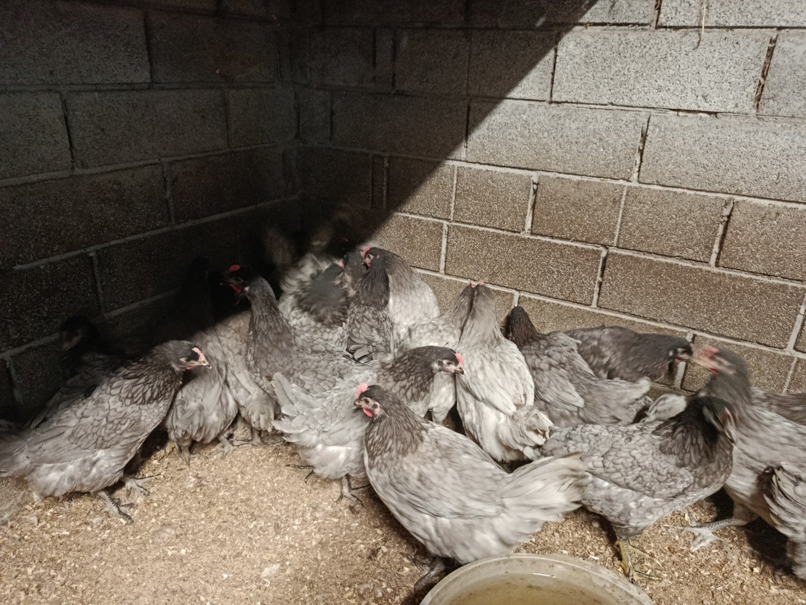 bleu de landes legkippen legklaar !!, Dieren en Toebehoren, Kip