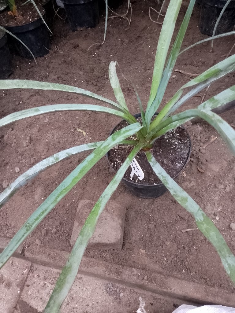 yucca, Ophalen