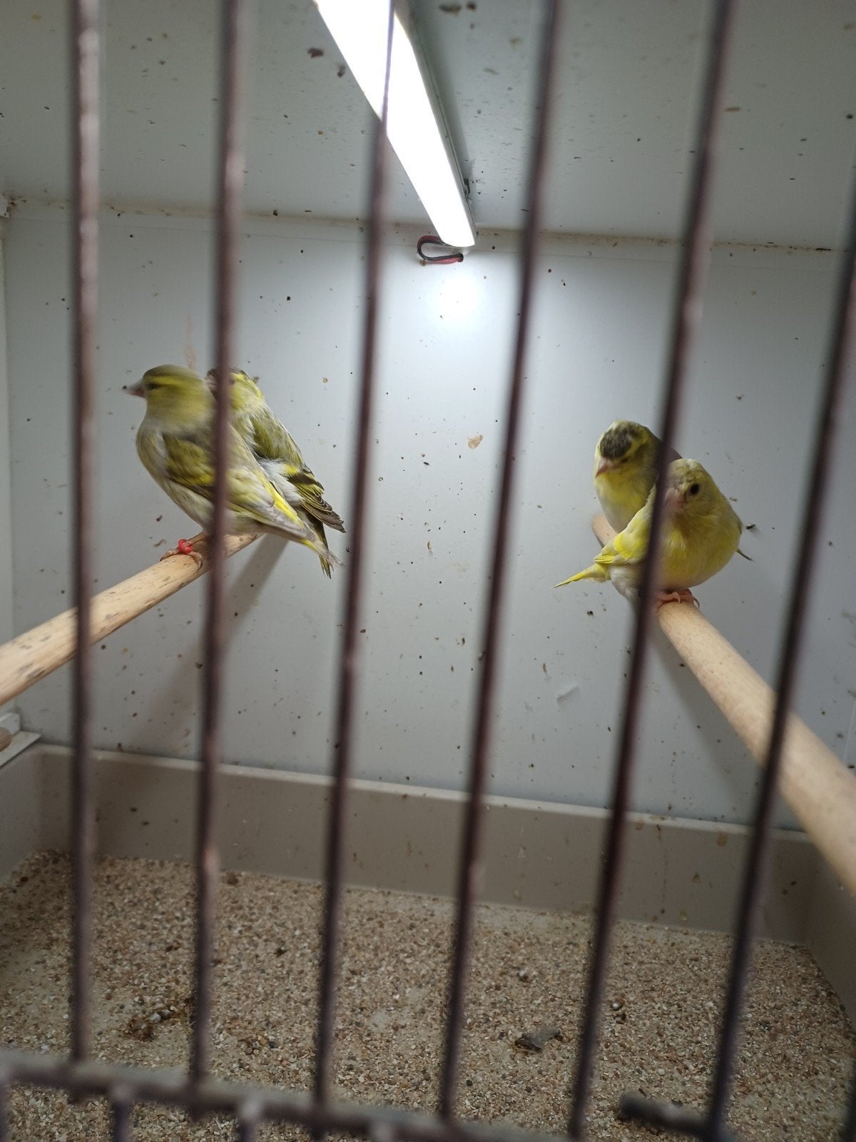 sijsjes, Dieren en Toebehoren, Vogels | Overige Vogels