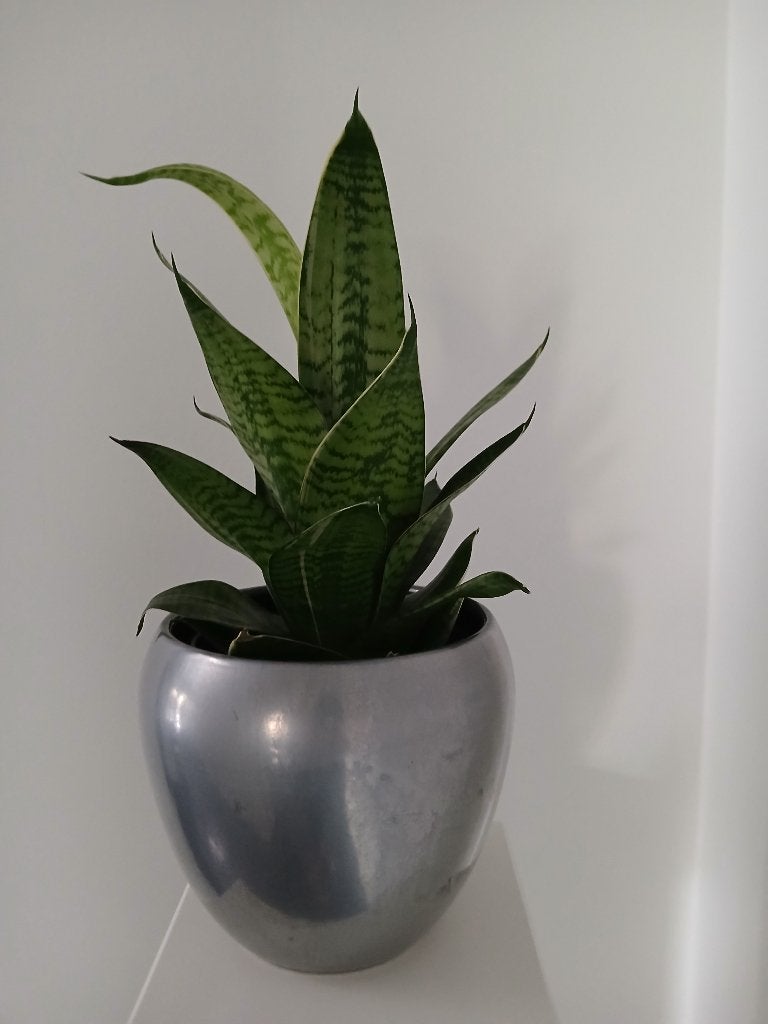 Sanseveria groot zonder sierpot, Maison & Meubles, Plante verte, Enlèvement, Plante succulente, Moins de 100 cm