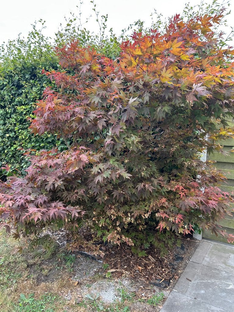 Esdoorn, Tuin en Terras, Ophalen, Overige soorten