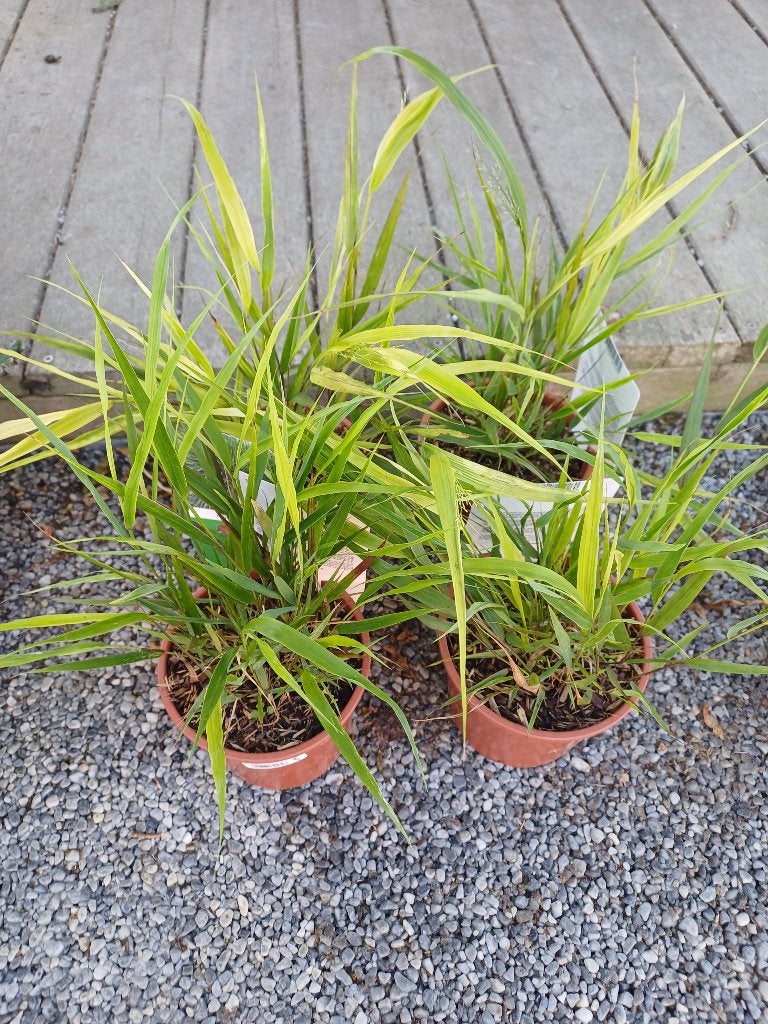 Allerlei schaduwplanten, 50 euro voor alles, Boeken, Wonen en Tuinieren, Ophalen, Nieuw, Tuinieren en Tuinplanten