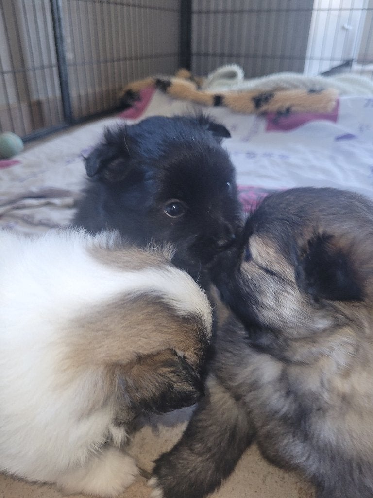 Loulou/Spitz Allemand, Animaux & Accessoires, Particulier, Loulou, 8 à 15 semaines, Plusieurs