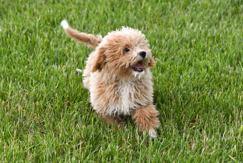 Maltipoo pups te koop, 15 weken tot 1 jaar, Overige rassen, Buitenland, Parvo