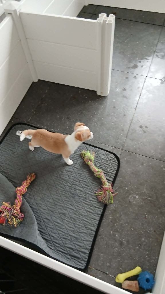chihuahua pup, Dieren en Toebehoren, Honden | Chihuahua's en Gezelschapshonden, België, Fokker | Hobbymatig, Reu, 8 tot 15 weken