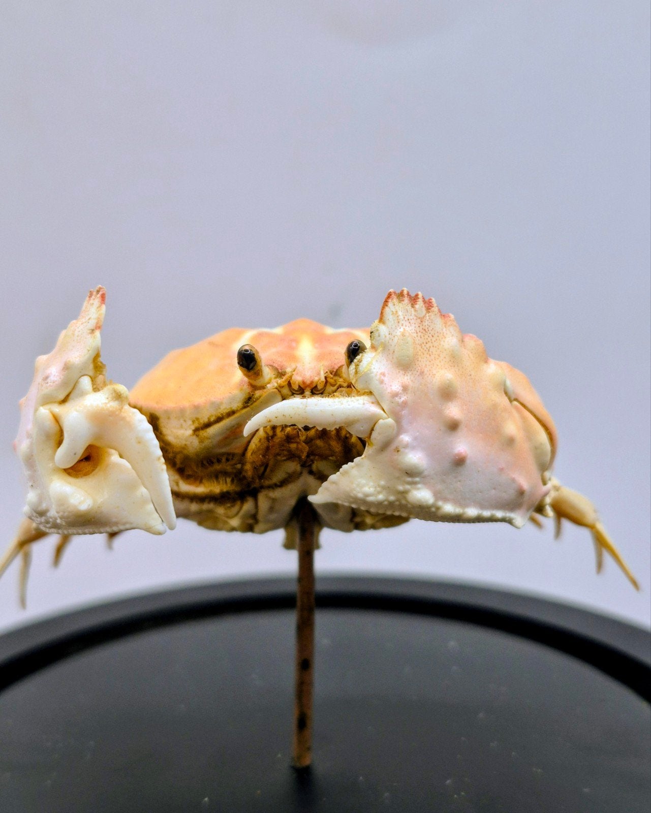 Crabe honteux sous cloche, Collections, Enlèvement ou Envoi, Neuf, Autres, Animal empaillé