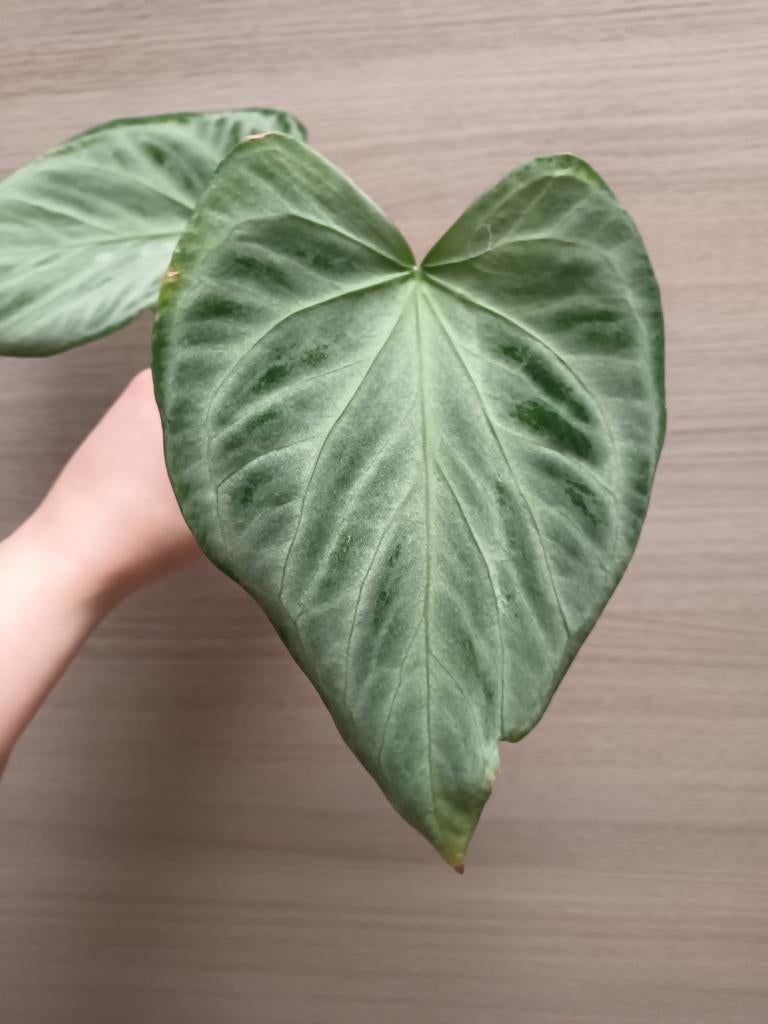 Anthurium crystal hope, Ophalen of Verzenden