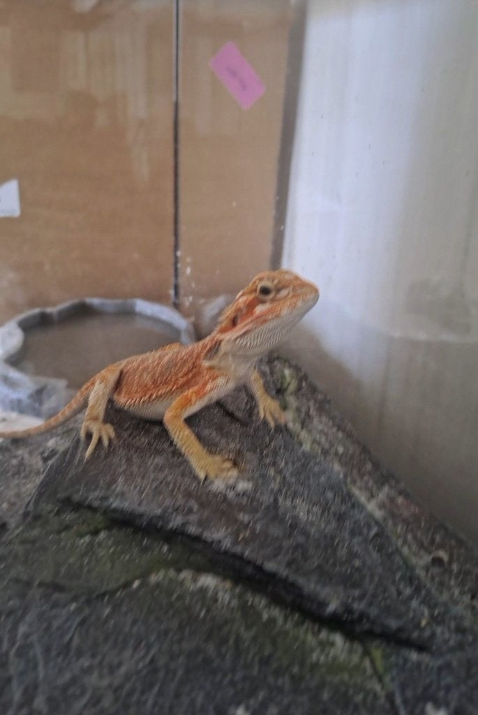 Baardegaam, Dieren en Toebehoren, Overige soorten, Met terrarium, 0 tot 2 jaar