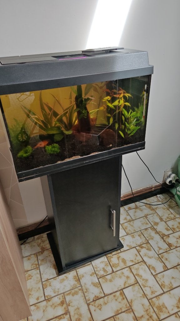 Aquarium juwel, Animaux & Accessoires, Aquarium d'eau douce rempli, Comme neuf, Enlèvement, Poissons inclus