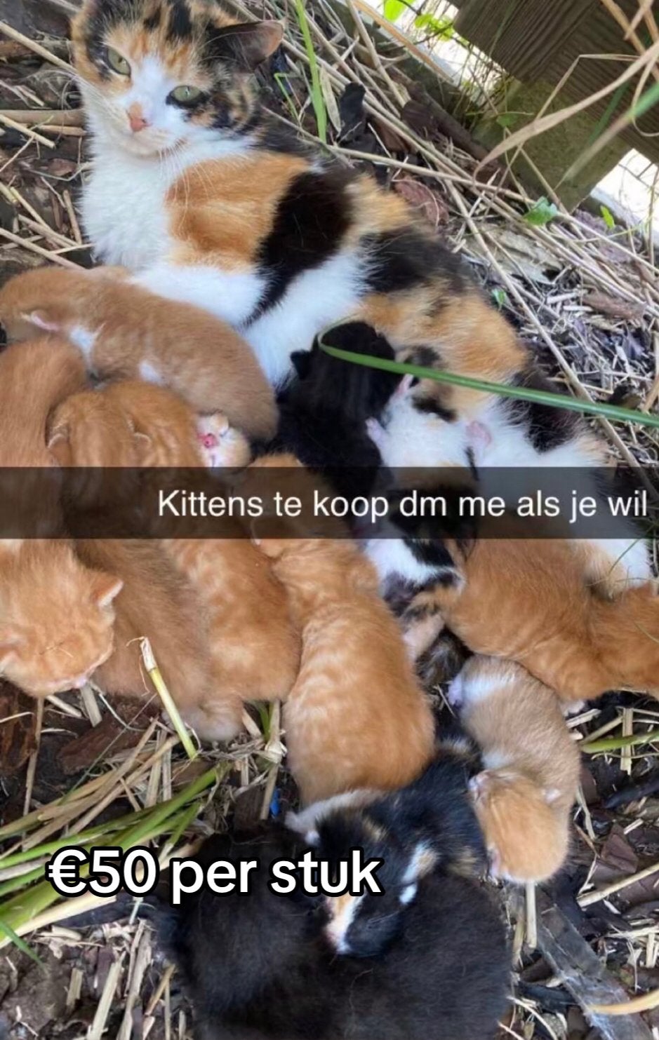 Kittens te koop, Ophalen