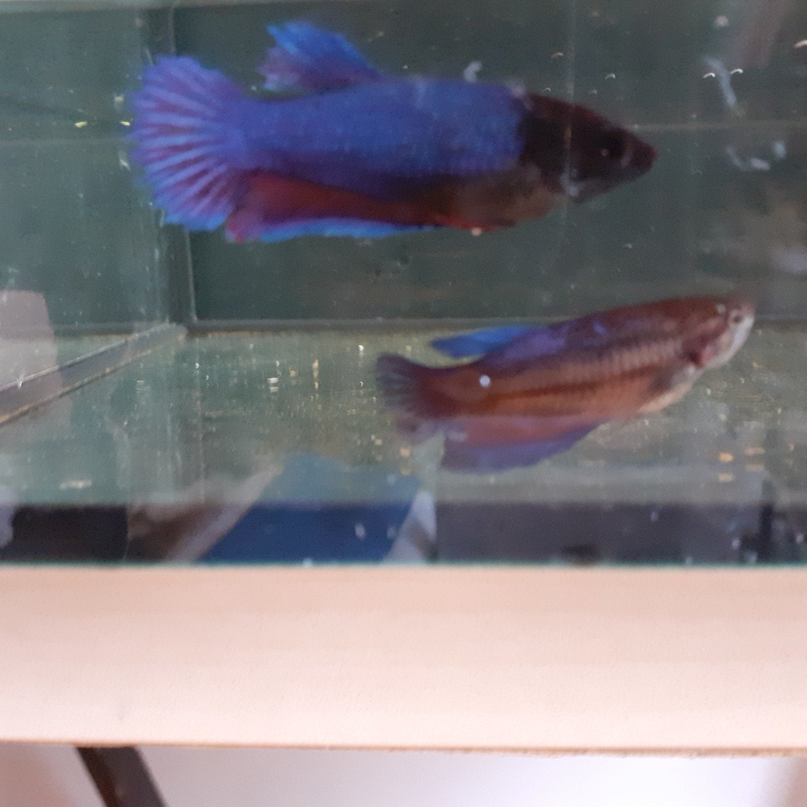 Betta vissen, Animaux & Accessoires, Poisson