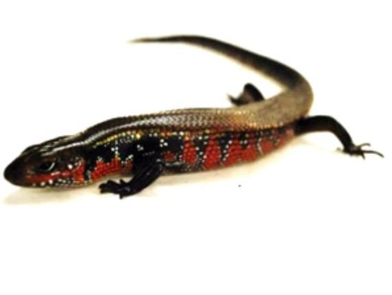 vuurskink, Dieren en Toebehoren, Hagedis, 3 tot 6 jaar