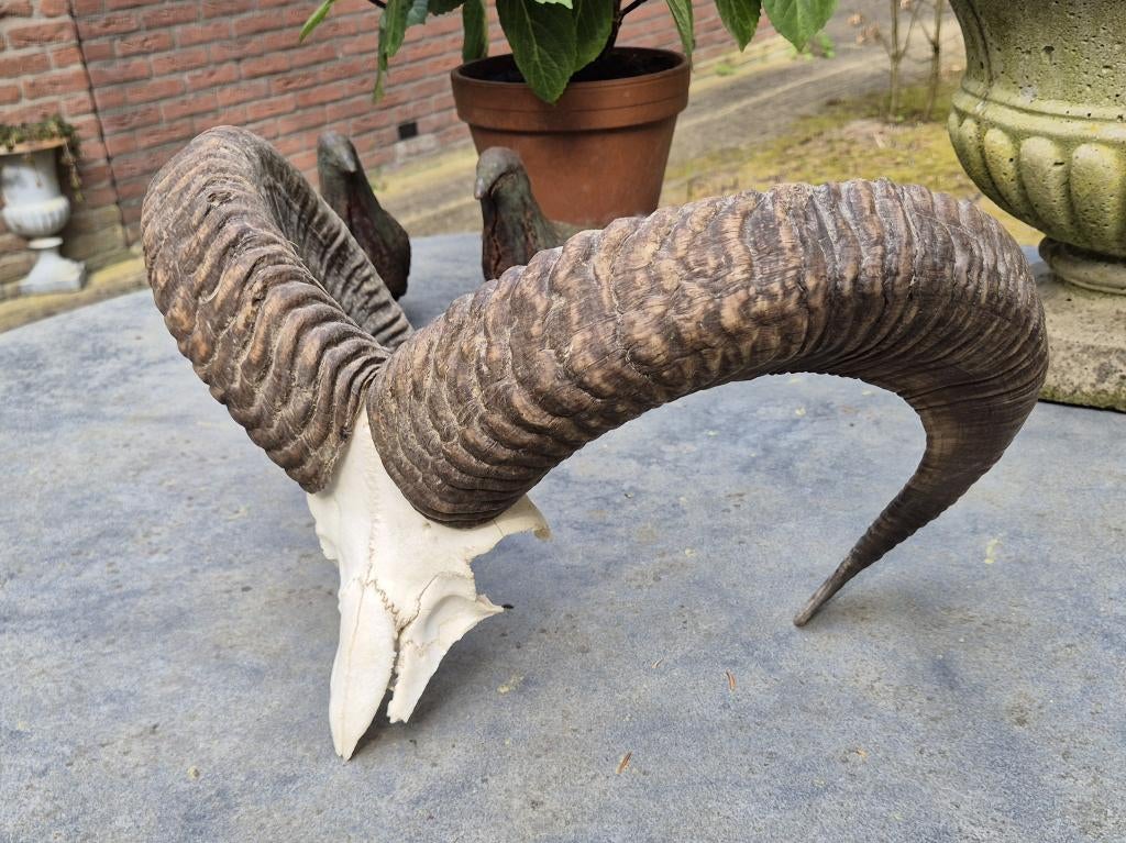 Prachtige Moeflon Schedel Met Hoorns Jacht Mancave g67, Enlèvement ou Envoi, Comme neuf, Animal sauvage, Crâne