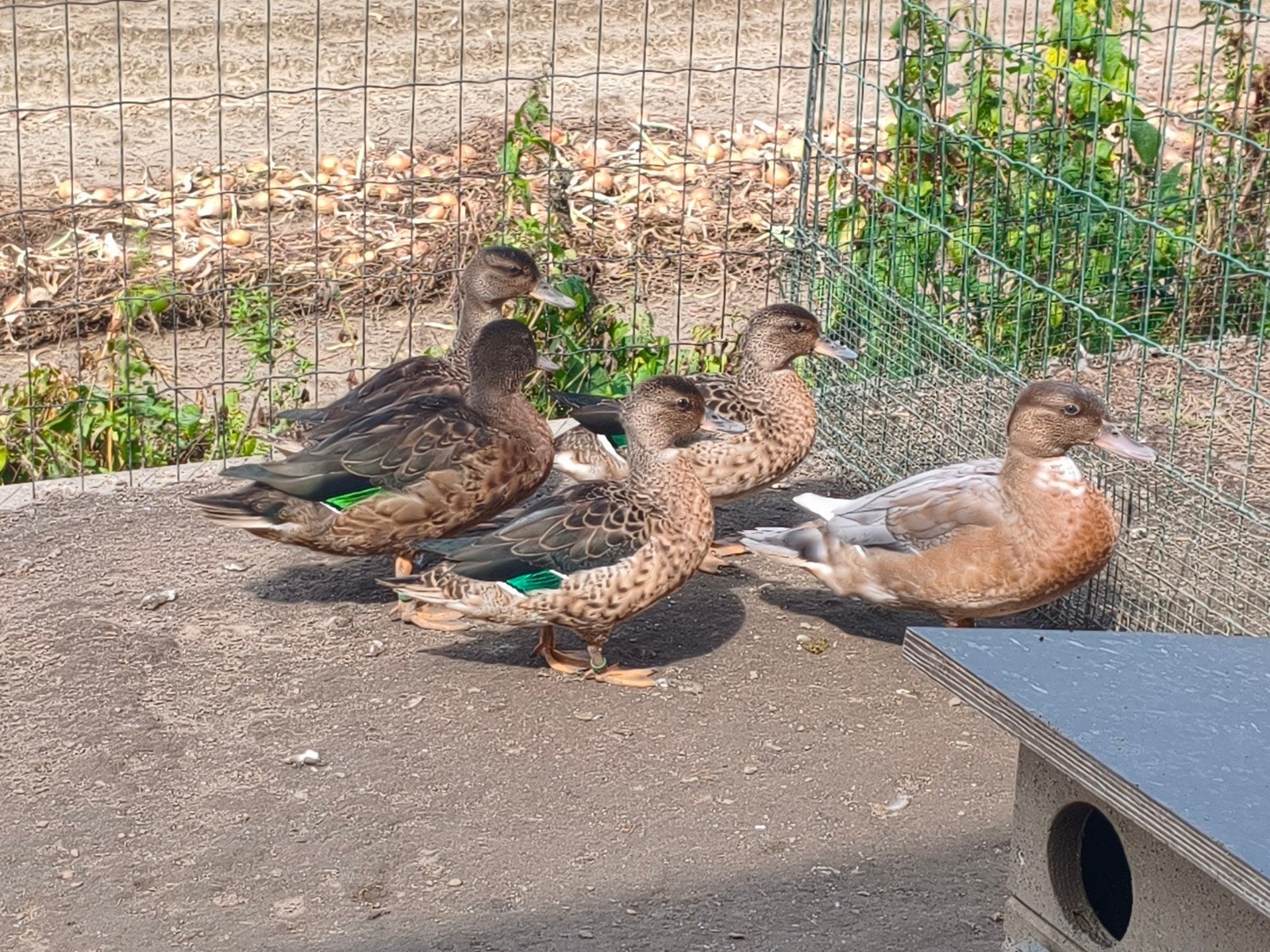 unieke eenden, Dieren en Toebehoren, Pluimvee, Eend