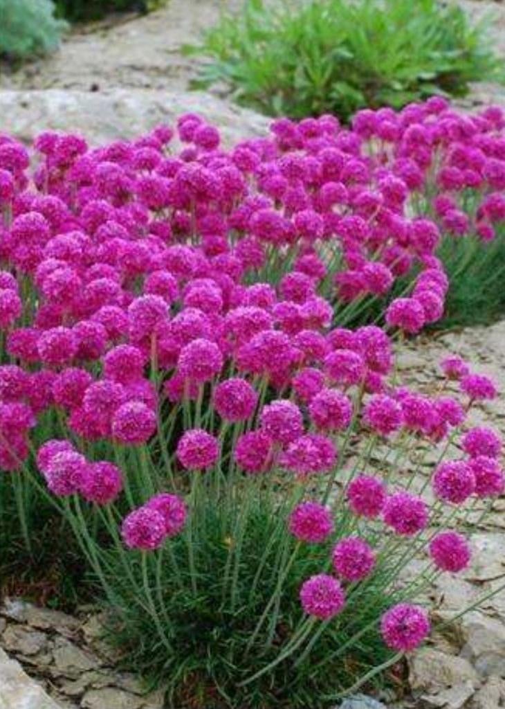 Engels gras, armeria maritima, Tuin en Terras, Planten | Tuinplanten, Ophalen, Zomer