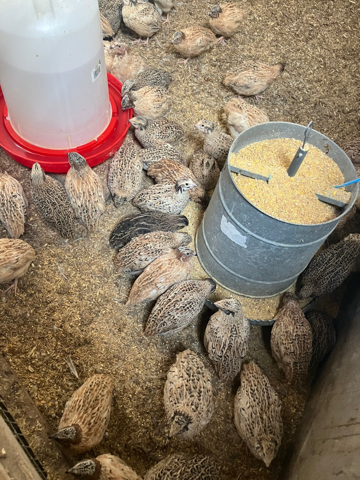 Broedeieren japanse kwartel, Meerdere dieren, Overige soorten
