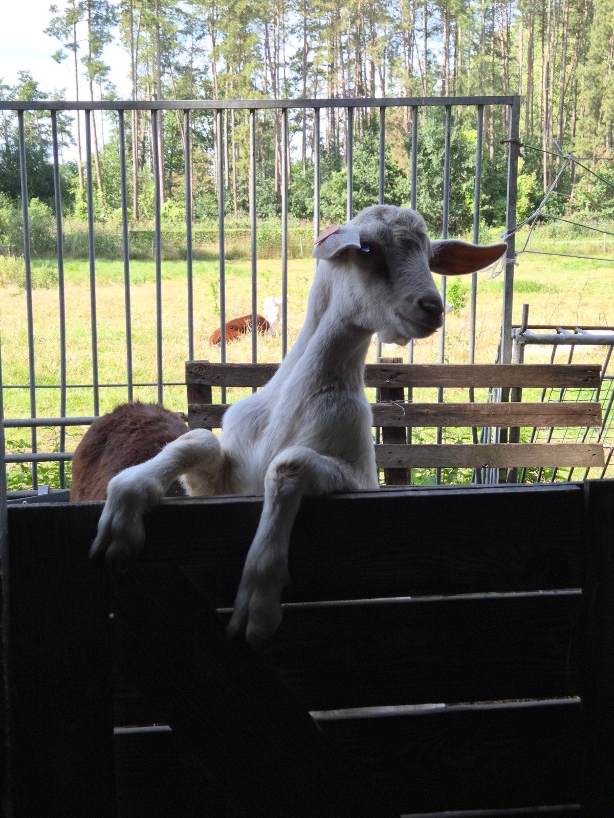 saanen bok, Mâle, Chèvre, 0 à 2 ans