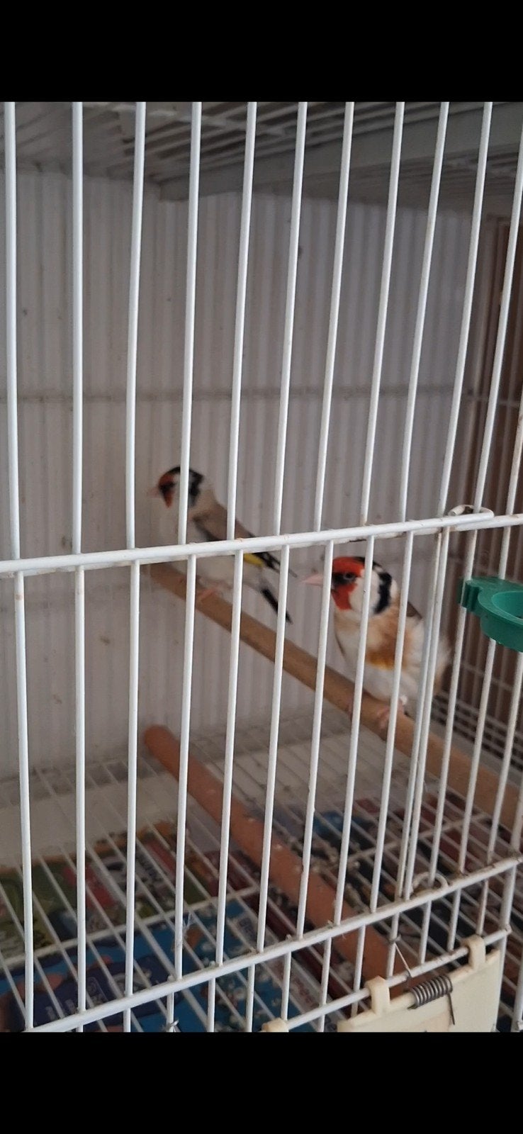 Couple Distelvink 2024
