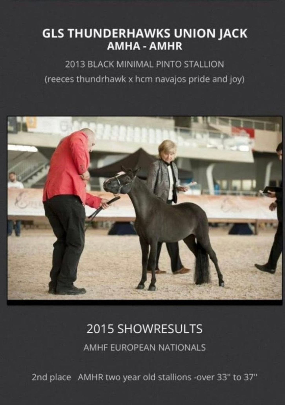 Hengst gezocht!! NMPRS,AMHA,AMHR,BMP,minipaard,pony, Avec pedigree, Poney de récréation, Poney A (jusqu'à 1.17 m), Étalon