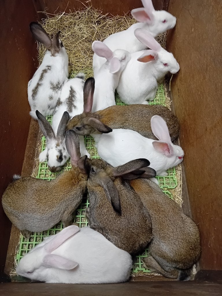 VLEESKONIJNEN vanaf 2,3kg(7,50€)tot2,8kg(9€) en van 4kg(13€), Dieren en Toebehoren, Konijnen, Meerdere dieren, Middelgroot, 0 tot 2 jaar