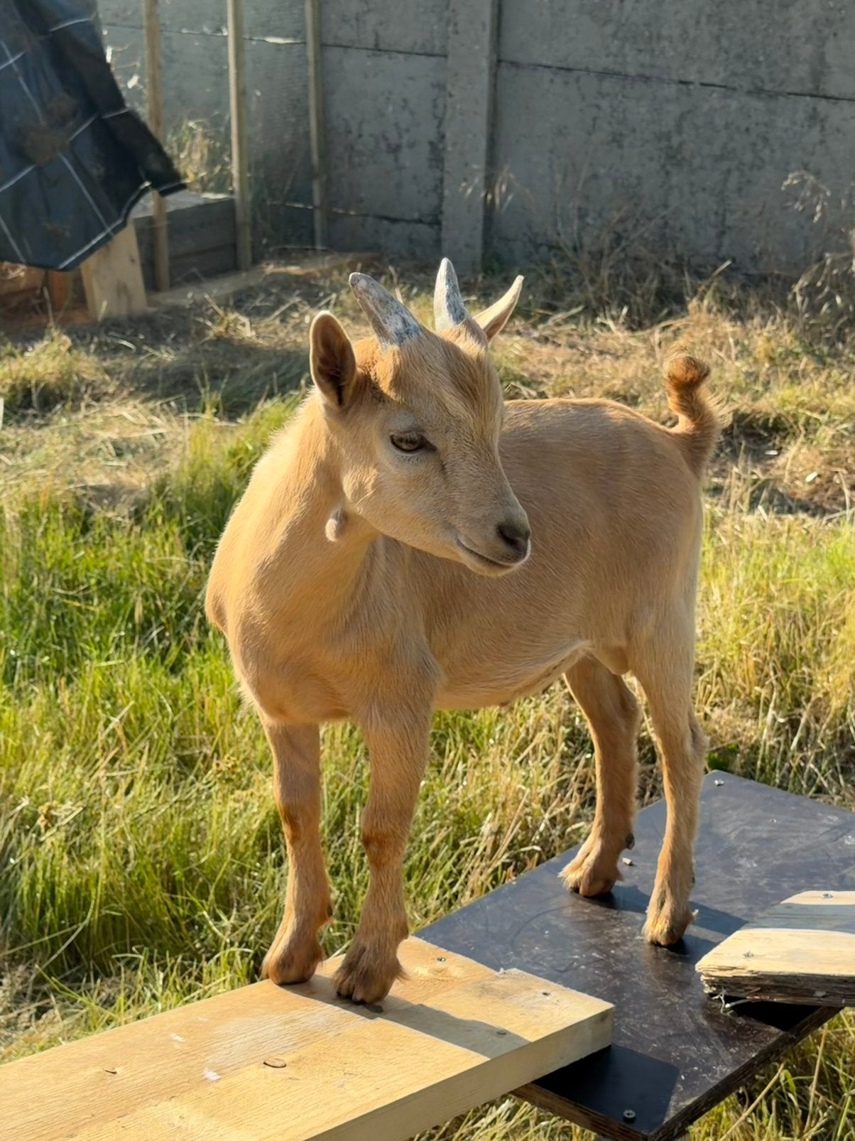 Geiten / bokjes, Dieren en Toebehoren, Mannelijk, Geit, 0 tot 2 jaar