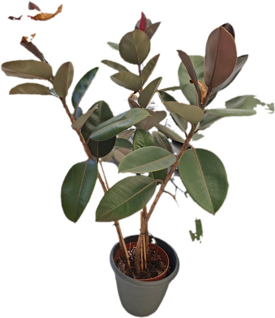 Kamerplant, Ophalen, Ficus, 100 tot 150 cm
