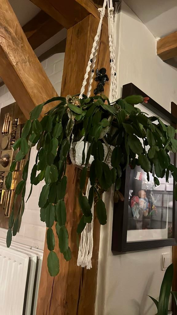 Hangplant, Huis en Inrichting, Kamerplanten, Ophalen, Vetplant, Halfschaduw, In pot