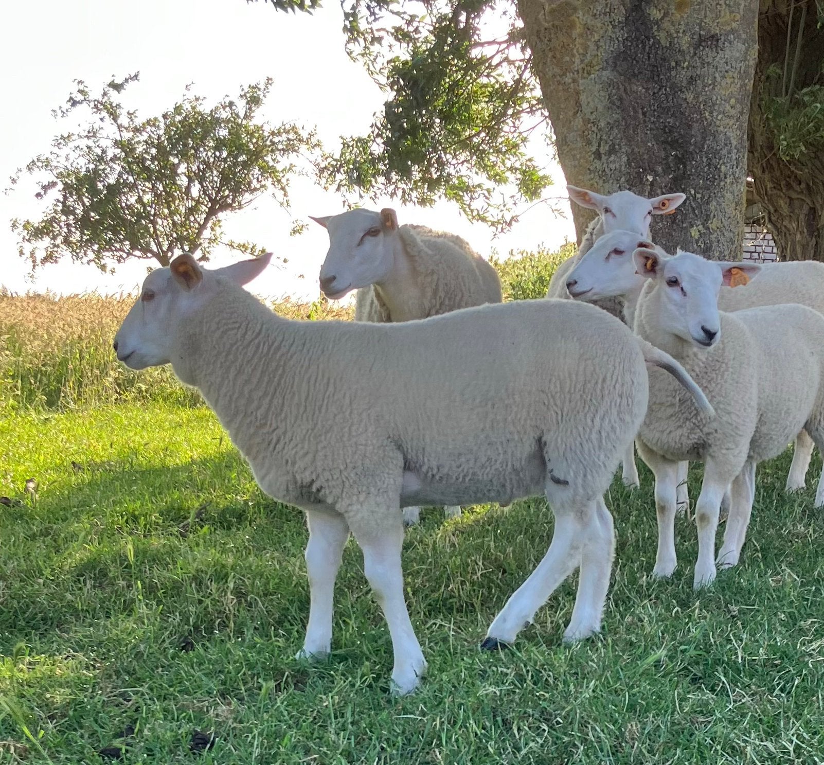 Swifterramlam, Mâle, Mouton, 0 à 2 ans