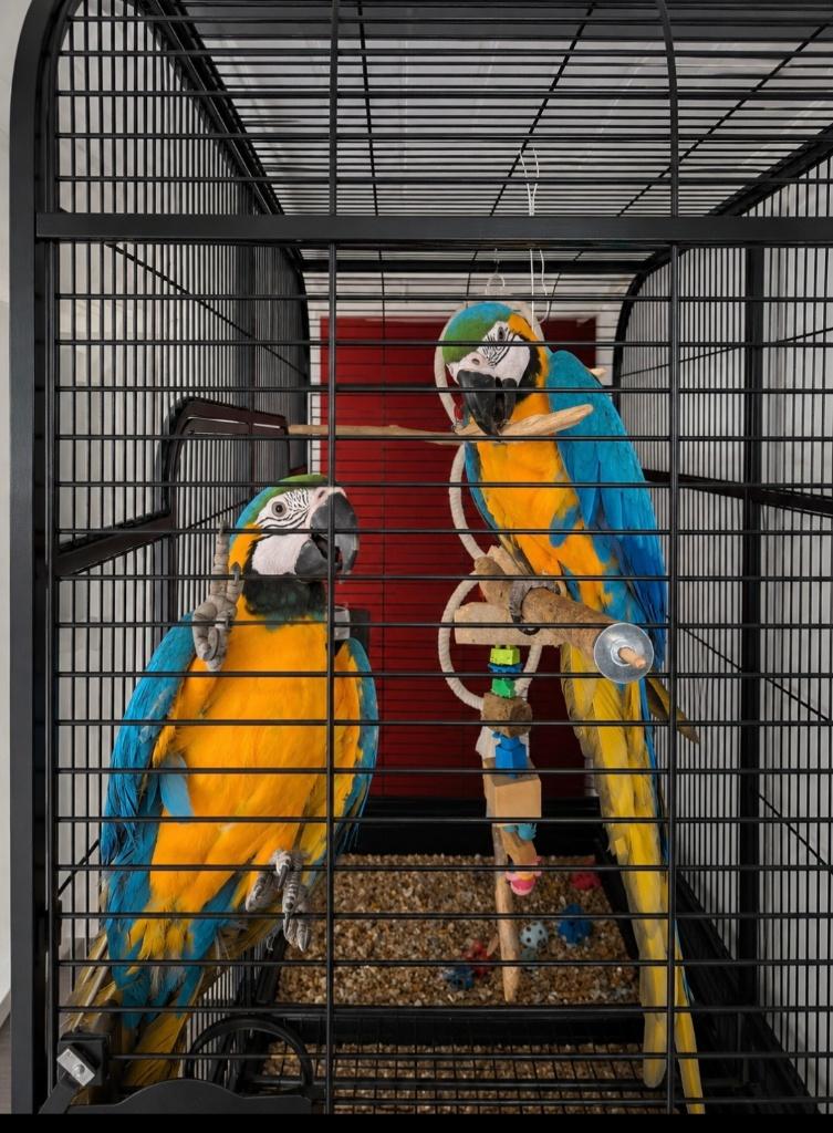 Perroquer, Dieren en Toebehoren, Vogels | Hokken en Kooien, Ophalen, Nieuw, Overige typen