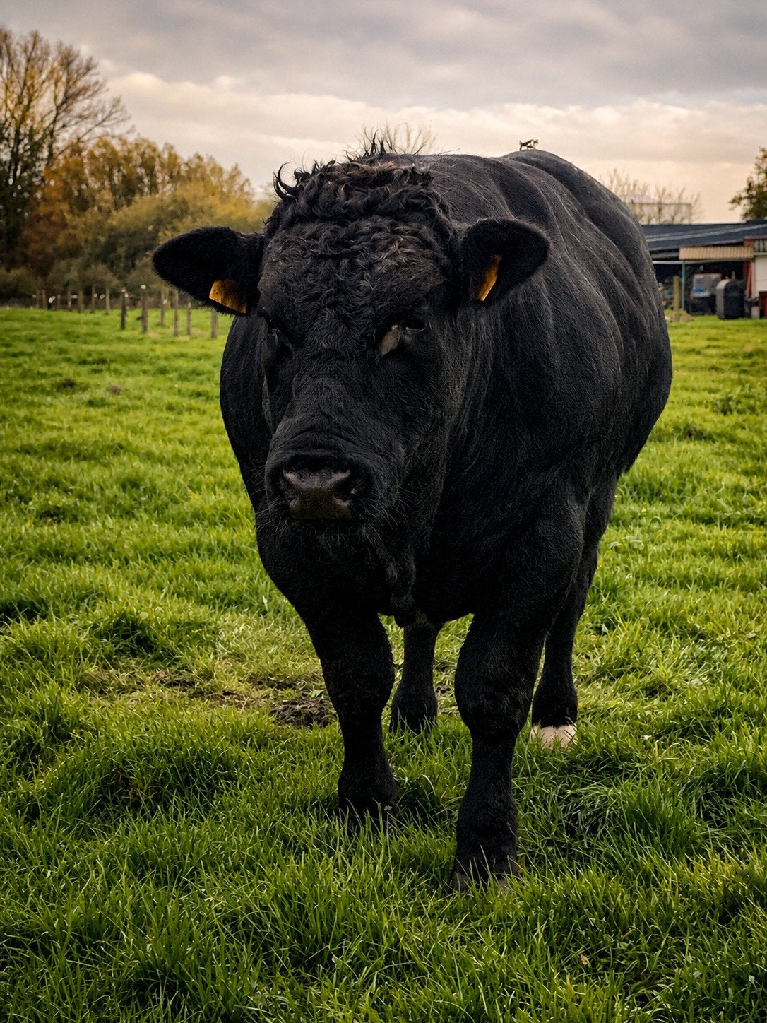 Mooie zwarte stamboek BWB dekstier te koop., Animaux & Accessoires, Bovins, Mâle, 3 à 6 ans
