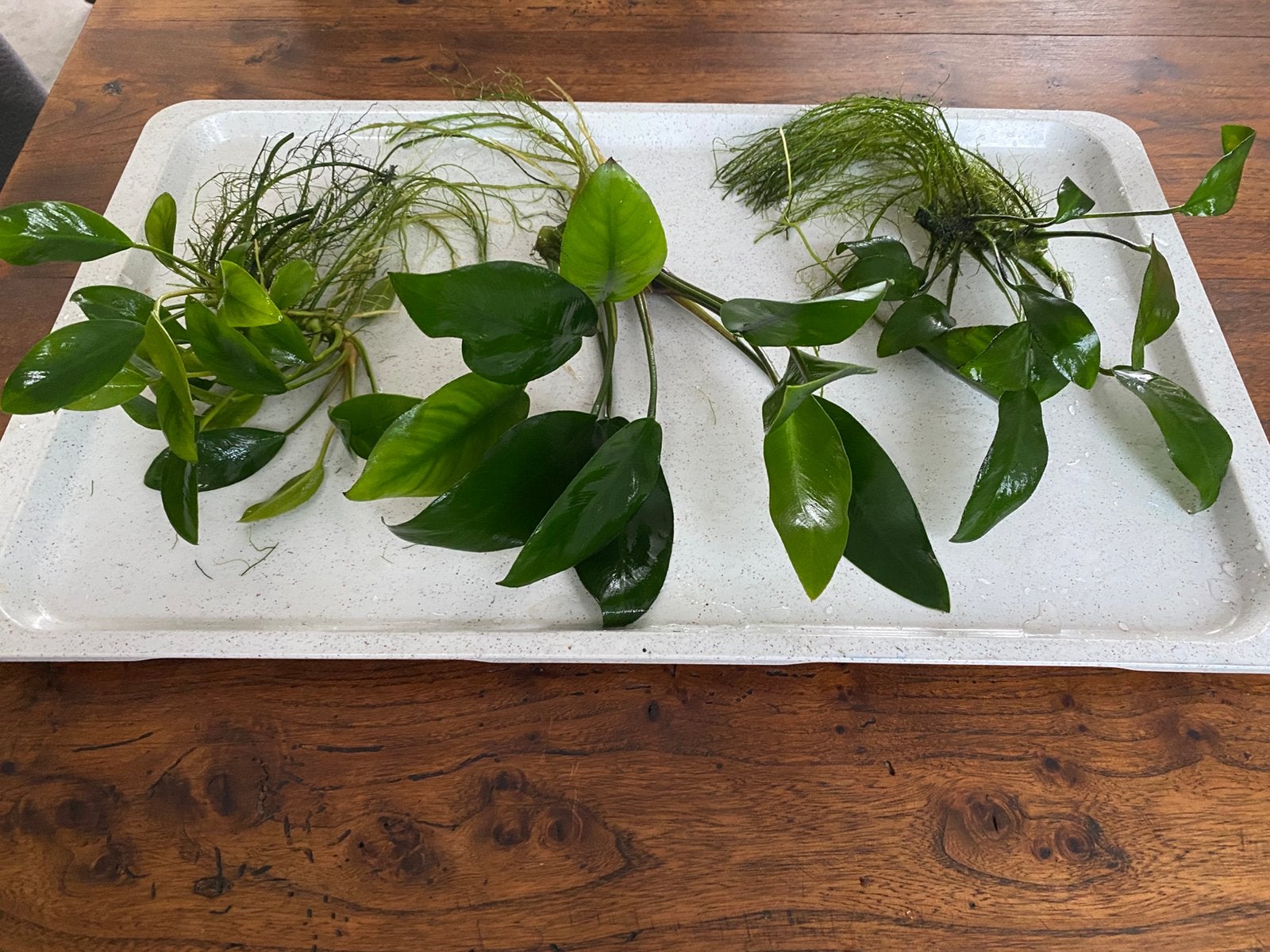 Aquariumplanten, Ophalen, Zo goed als nieuw