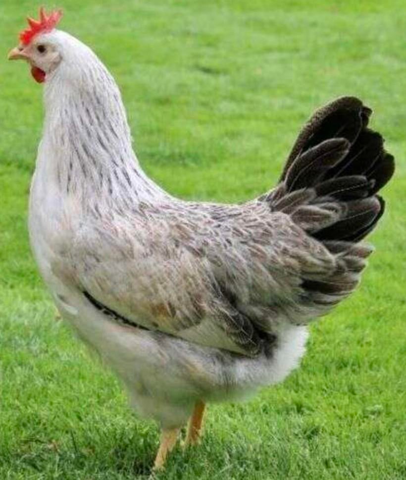 Legkippen leghorn en zilverhals, Dieren en Toebehoren, Pluimvee