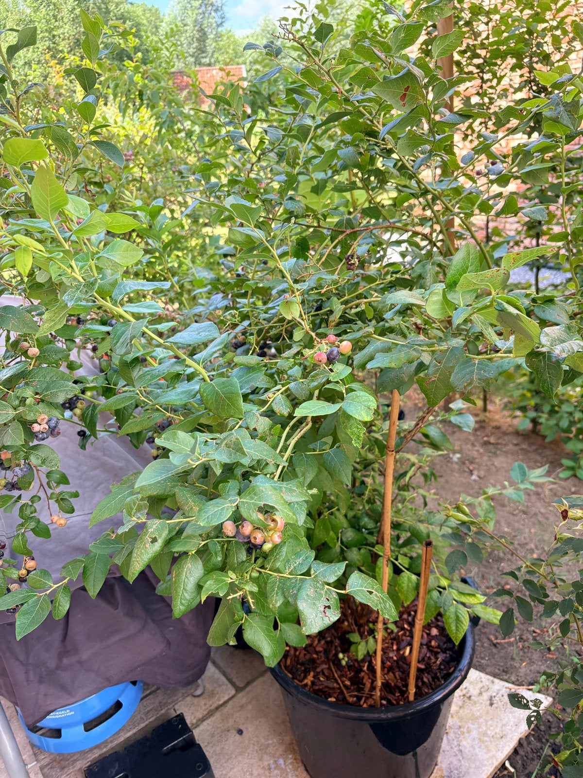 Myrtille/myrtille (de grandes plantes !), Enlèvement