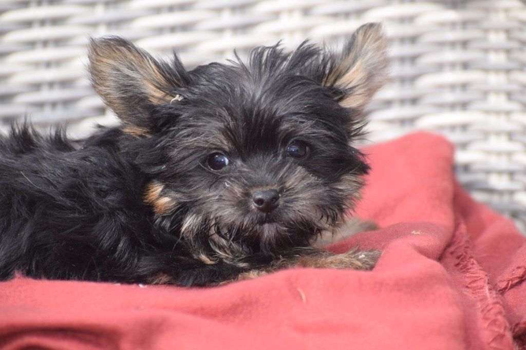 Nouveau nid pour chiot Yorkshire Terrier, Animaux & Accessoires, Yorkshire Terrier, Plusieurs, Belgique, Plusieurs animaux