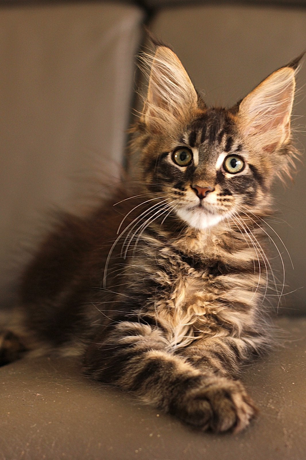 Maine Coon kittens: officiële stamboom, kampioensbloedlijnen, Meerdere dieren, Met stamboom, 0 tot 2 jaar