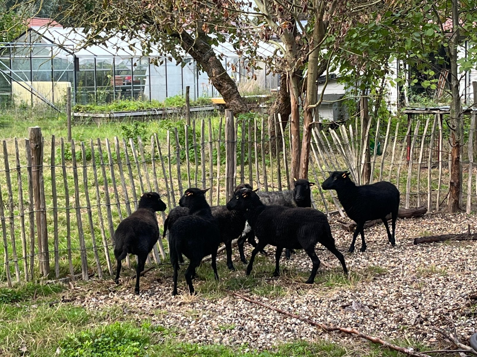 6 oussant ooien, Dieren en Toebehoren