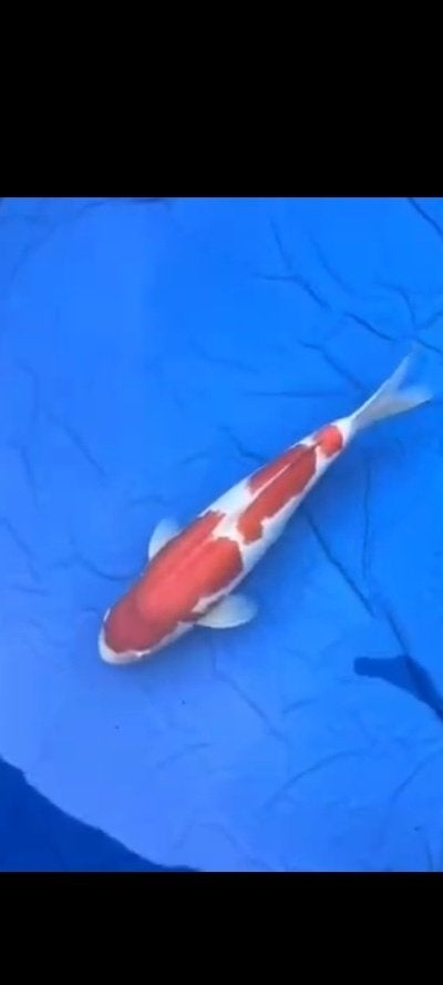 Kohaku 65 cm