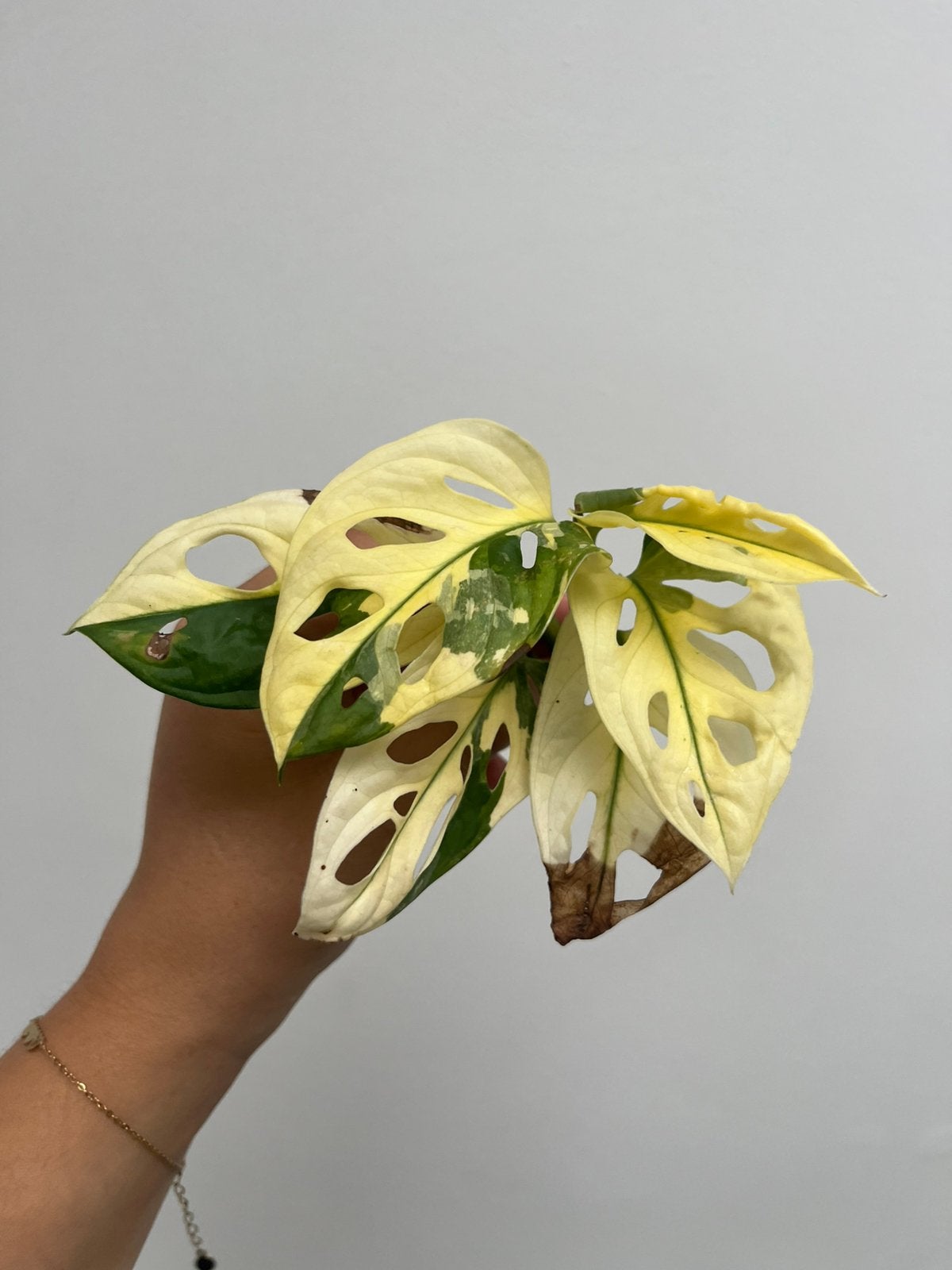 Monstera adansonii variegata, Enlèvement ou Envoi