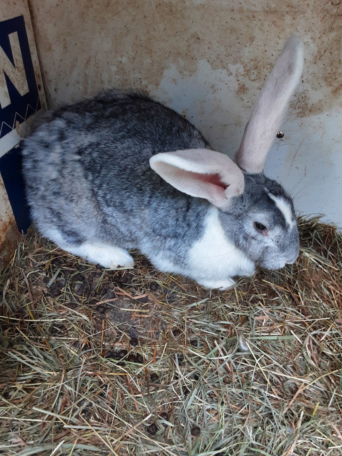 Duitse reus, Dieren en Toebehoren, Konijnen