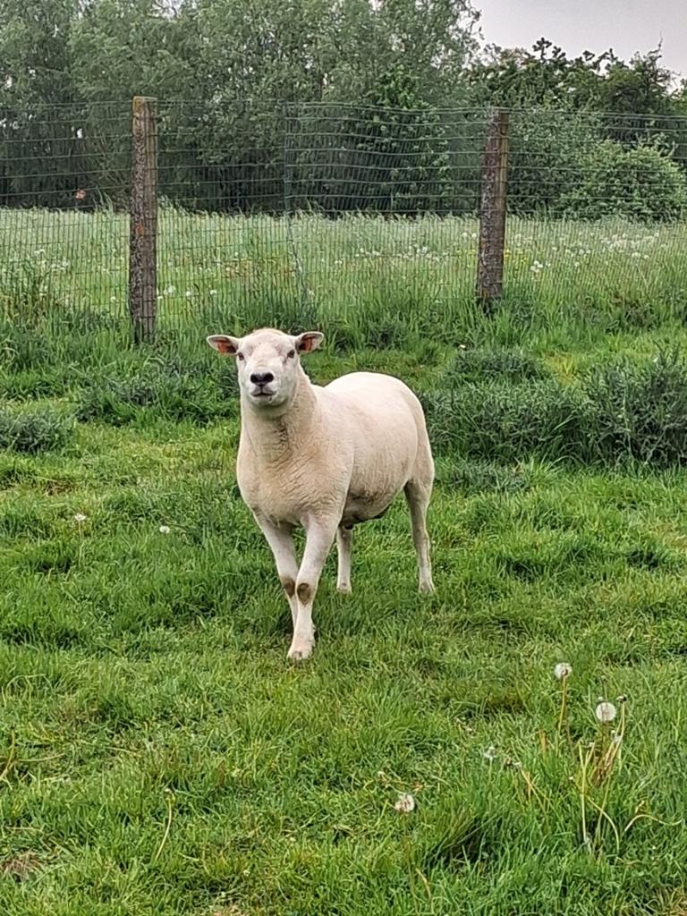 Moutons à vendre, Plusieurs animaux, Mouton, 0 à 2 ans