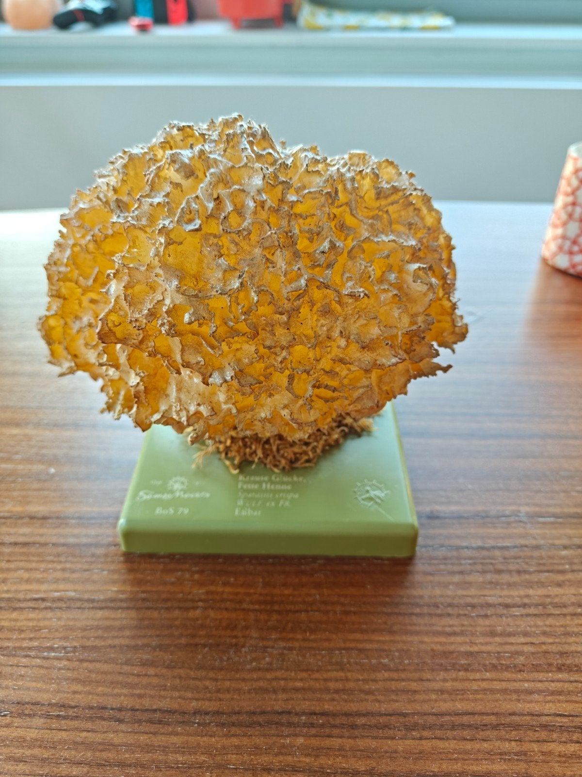 somso BoS79 botanisch model paddenstoel, Ophalen of Verzenden, Gebruikt