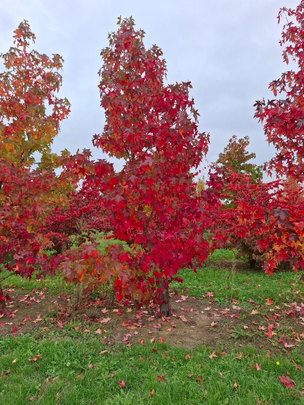 amberboom, Ophalen