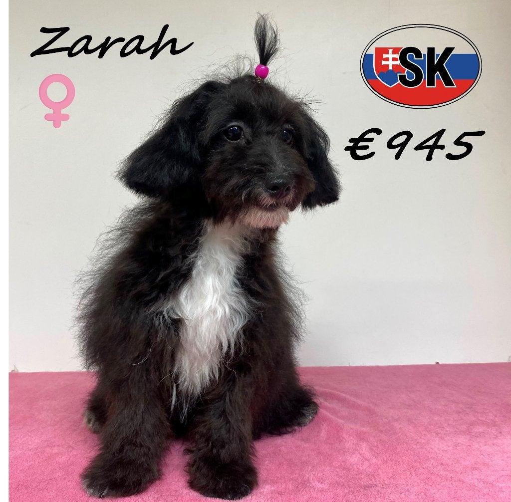 Maltipoo Zarah, un petit bijou plein de douceur, 15 semaines à 1 an, Un chien, Étranger, Commerçant