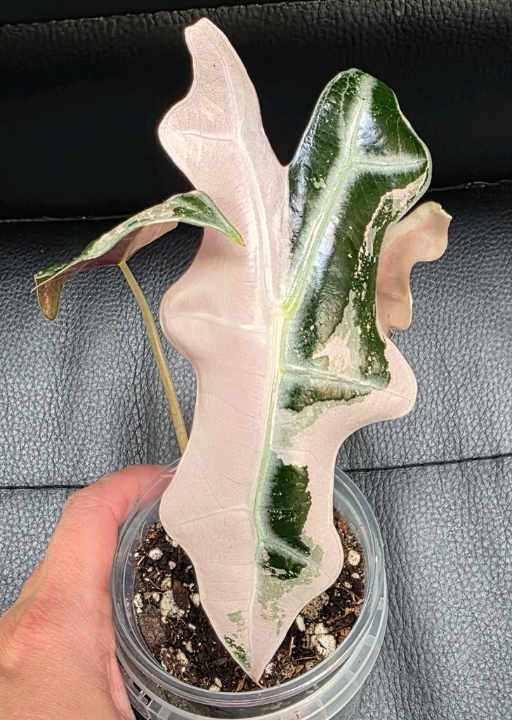 Alocasias te koop, Enlèvement