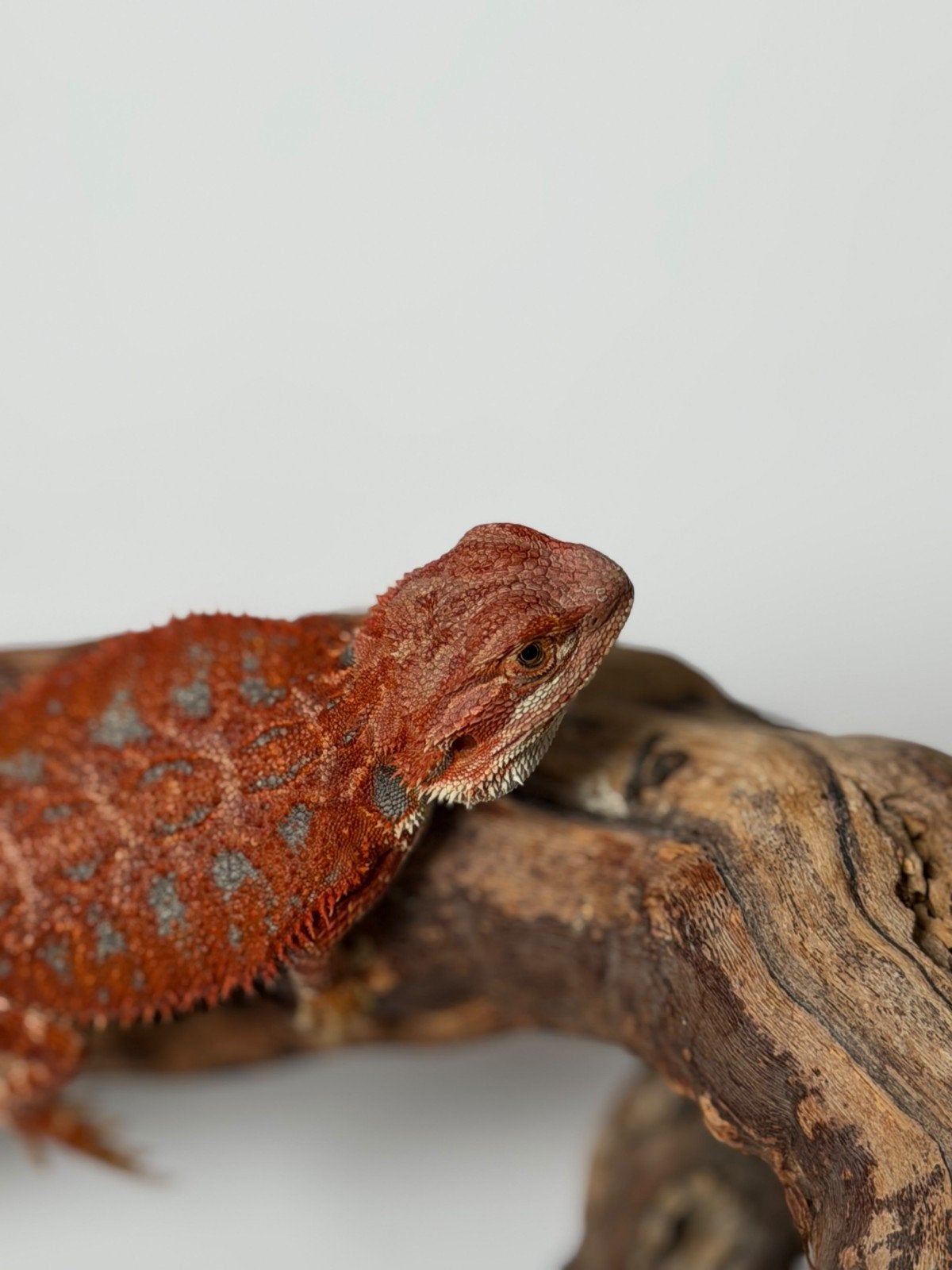 Pogona Vitticeps, Animaux & Accessoires, Lézard, 0 à 2 ans