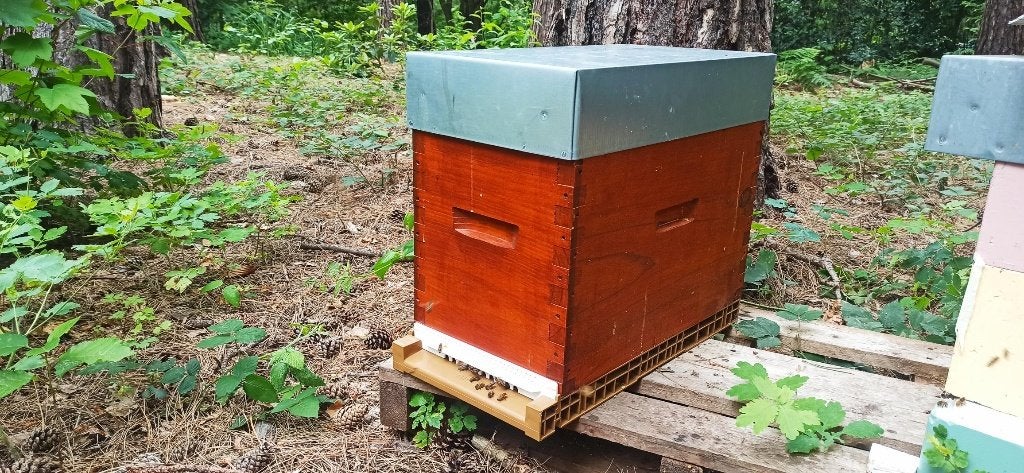 5 ColonieS d'abeilles Buckfast F1 sélectionnée sur 6 cadres, Enlèvement, Neuf
