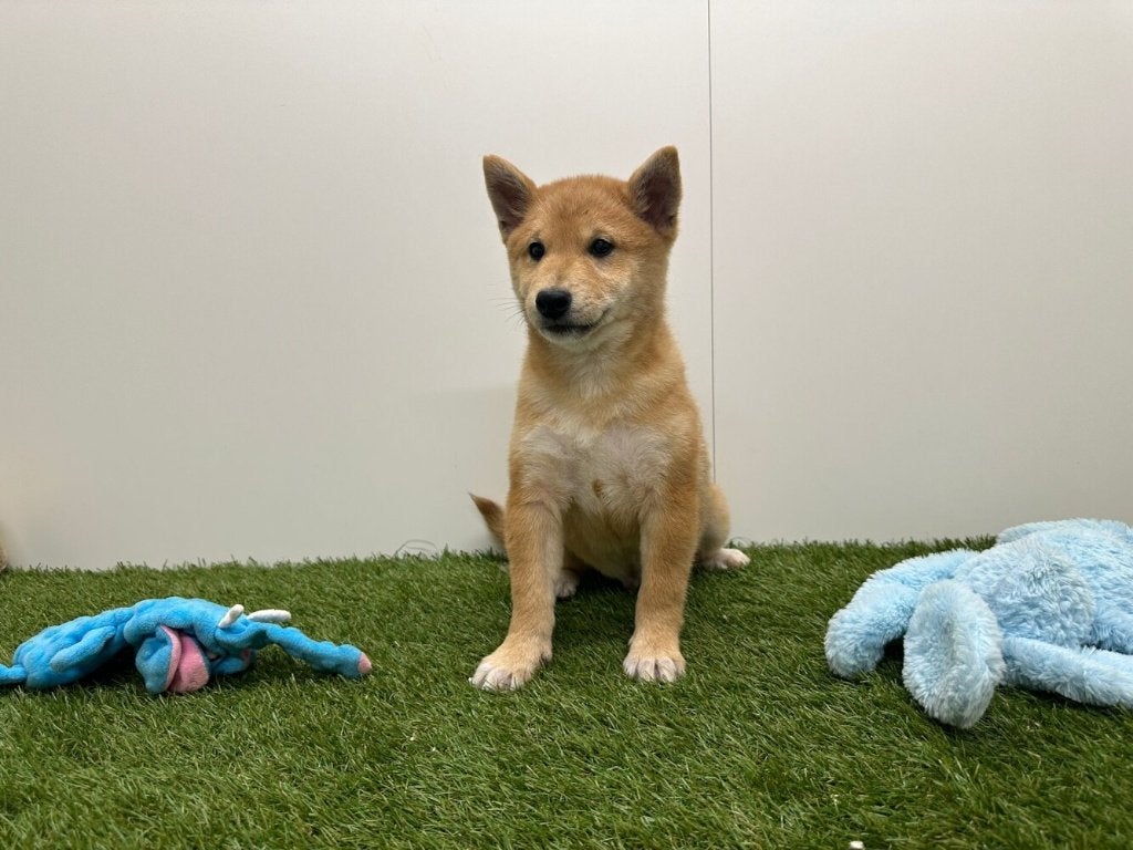 Shiba Inu pup