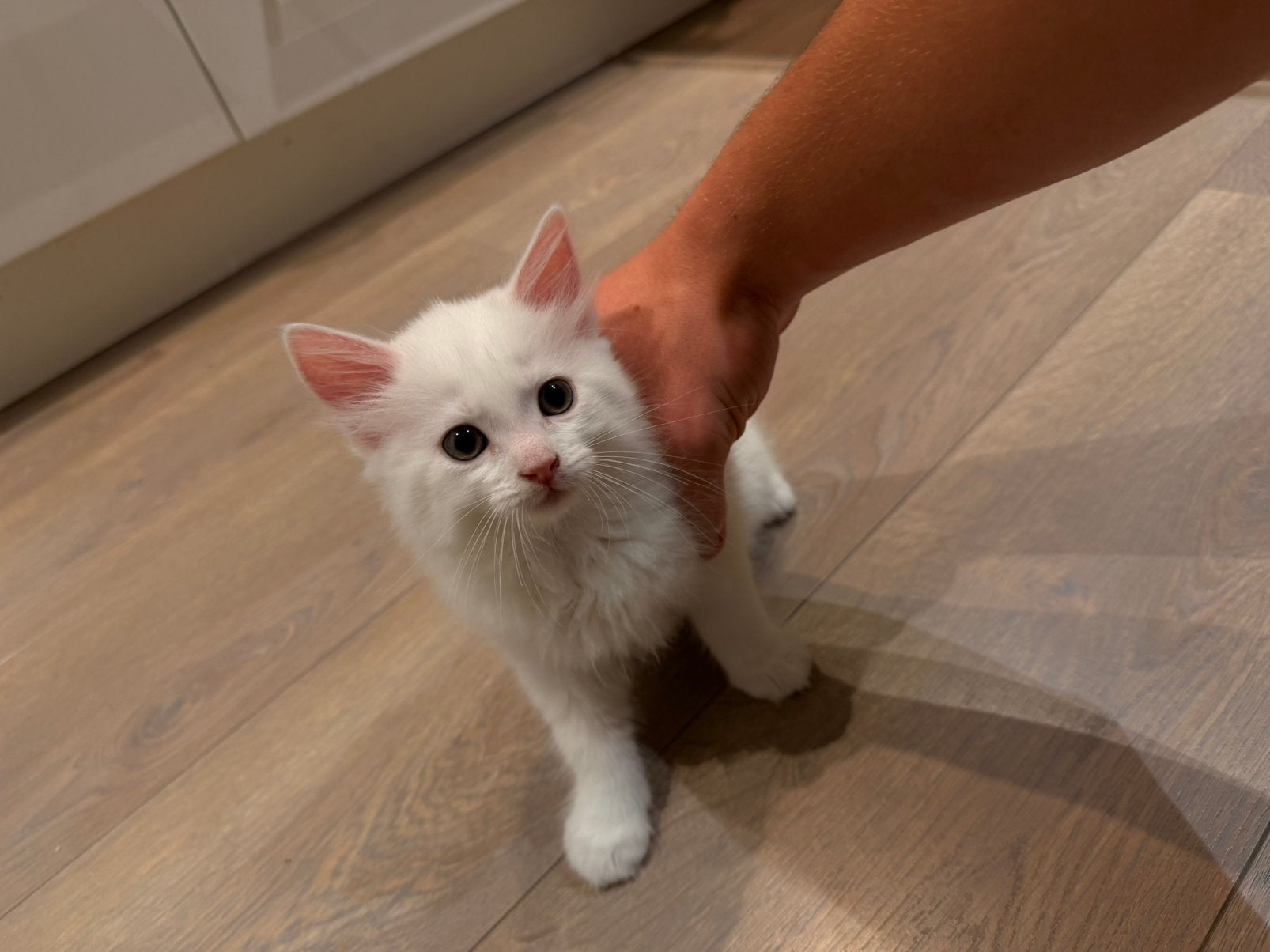 Katten, Chatte ou Chat, Avec pedigree, 0 à 2 ans