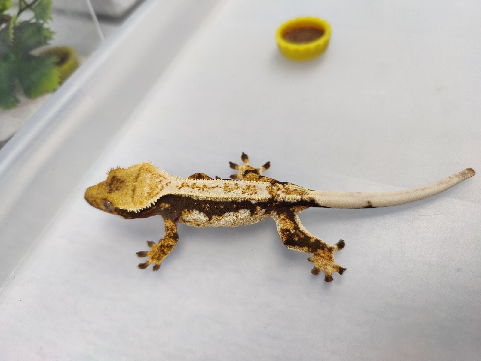 Wimpergekko pinstripe drippy female, Dieren en Toebehoren, Reptielen en Amfibieën