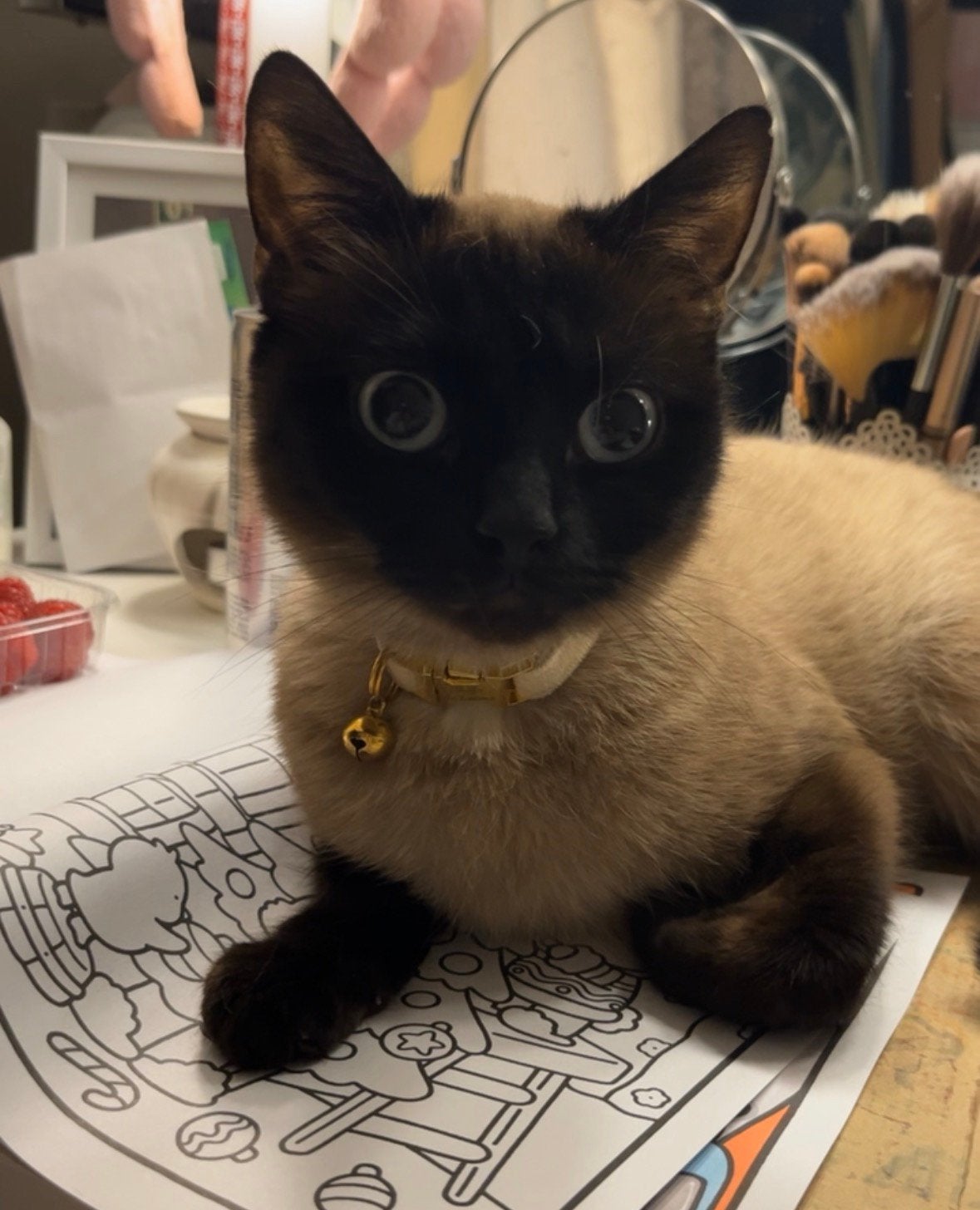 Chats a donner, Enlèvement ou Envoi